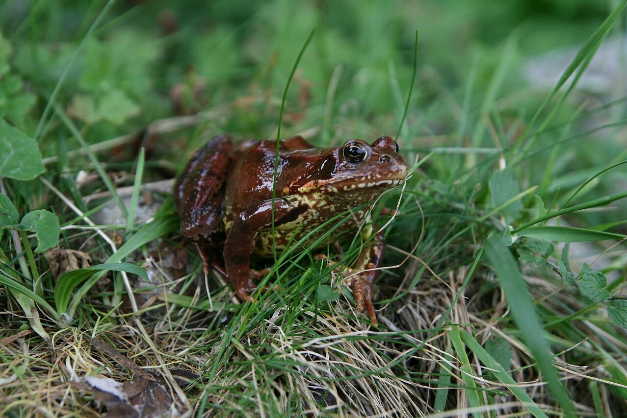 Amphibienwanderung 2021 - BUND Naturschutz sucht Helfer - BUND Naturschutz Grafing - Foto: Klaus Grünebach