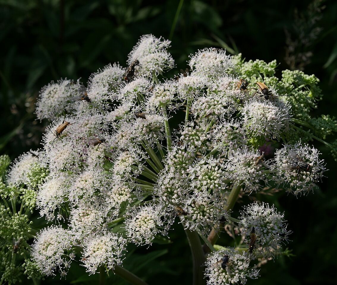 20210603 - Führung zur Gutterstätter Wiese und Tuffsteinbruch - Dolde des Bärenklau-Foto: Klaus Grünebach 20210603 - Führung zur Gutterstätter Wiese und Tuffsteinbruch - Dolde des Bärenklau - Foto: Klaus Grünebach