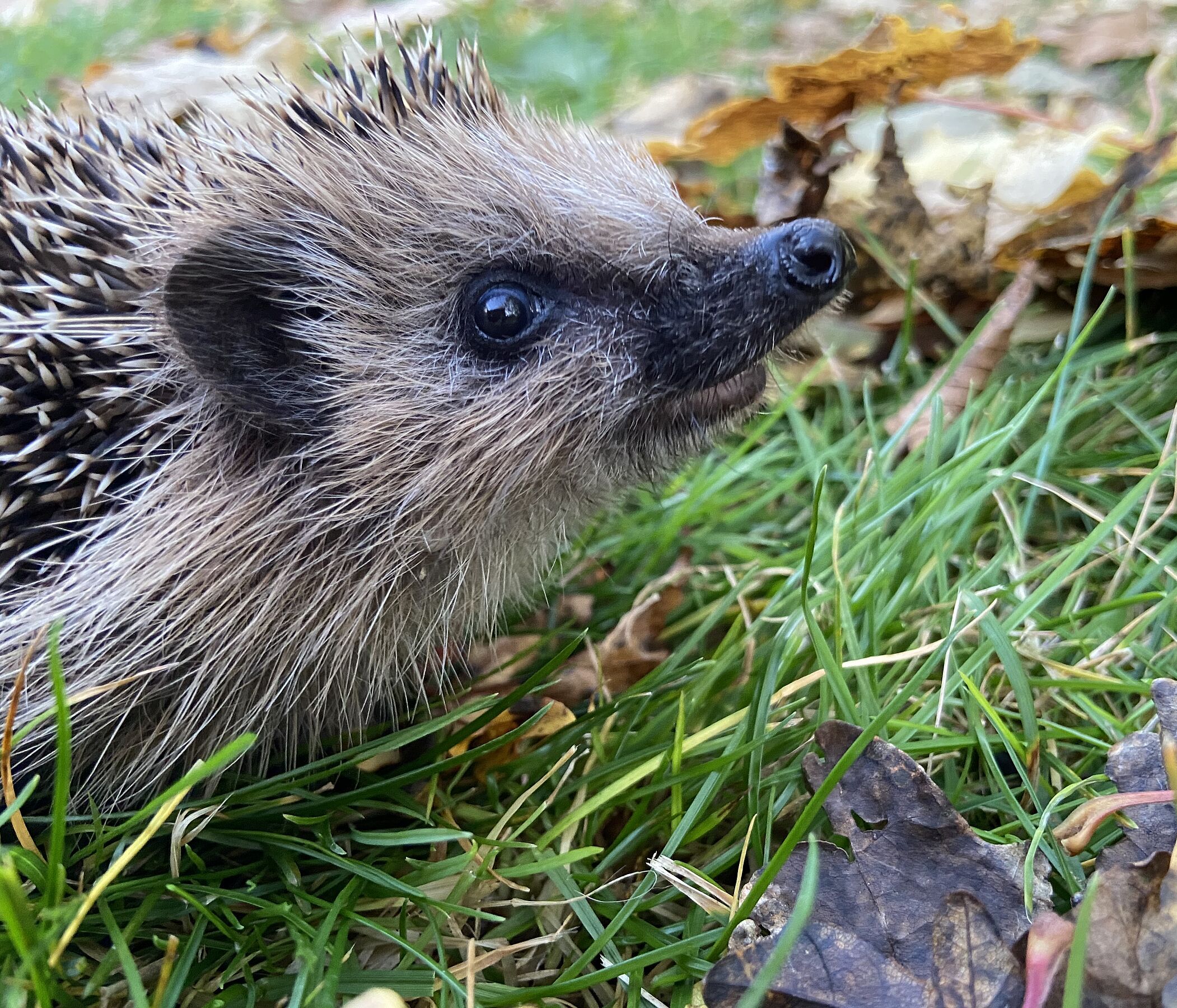 Schutz und Hilfe für das Wildtier Igel Foto Martina Gehret