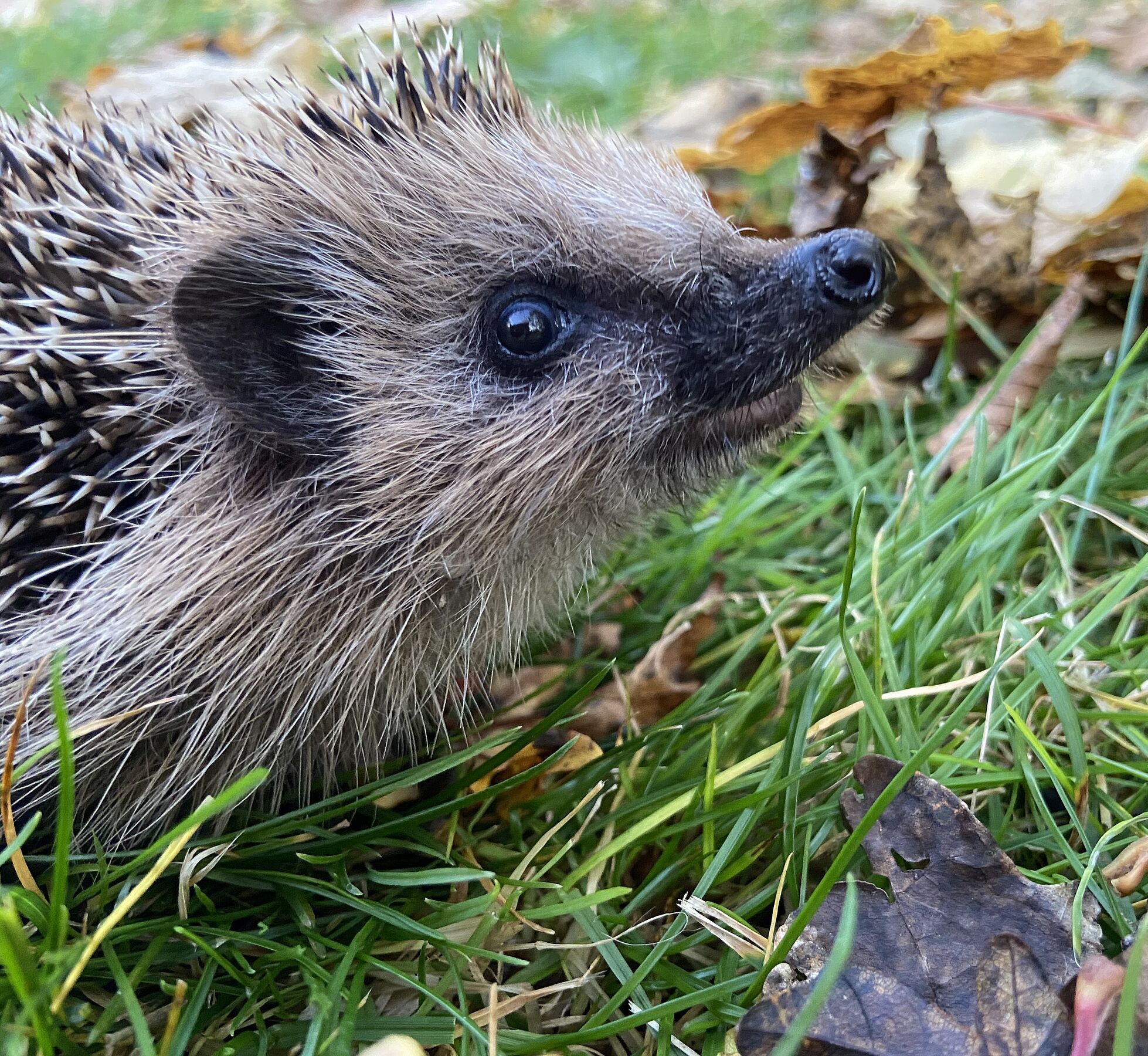 Schutz und Hilfe für das Wildtier Igel Foto Martina Gehret