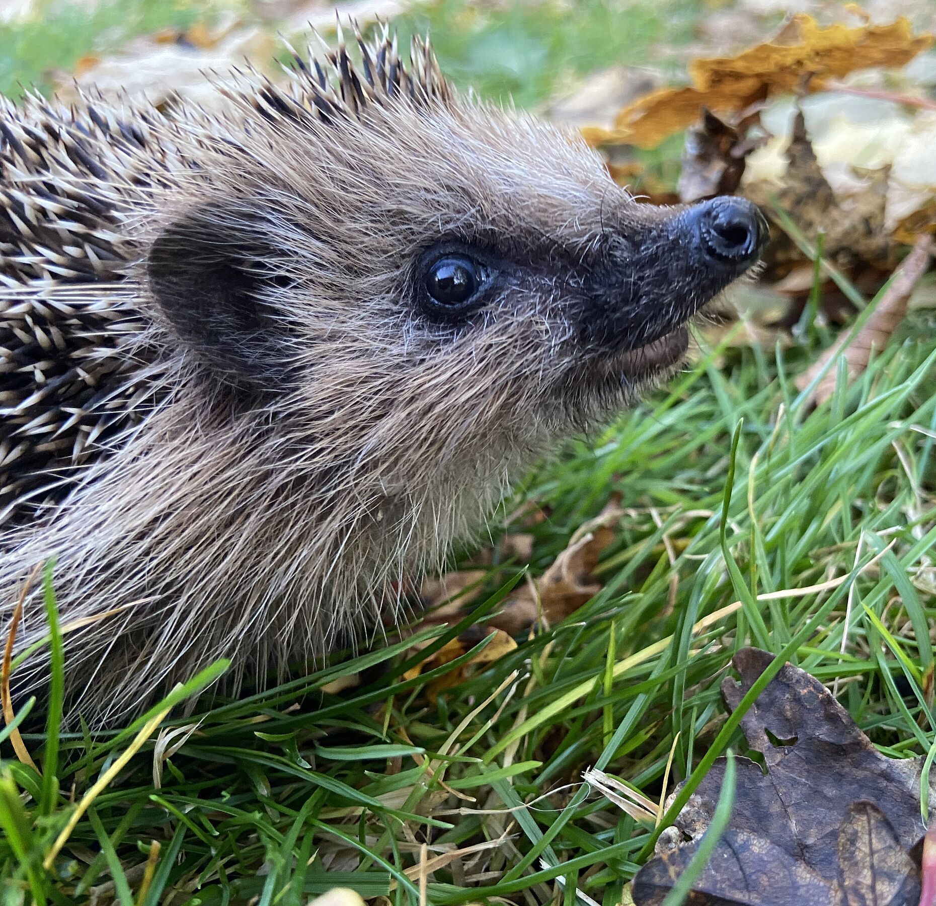 Schutz und Hilfe für das Wildtier Igel Foto Martina Gehret