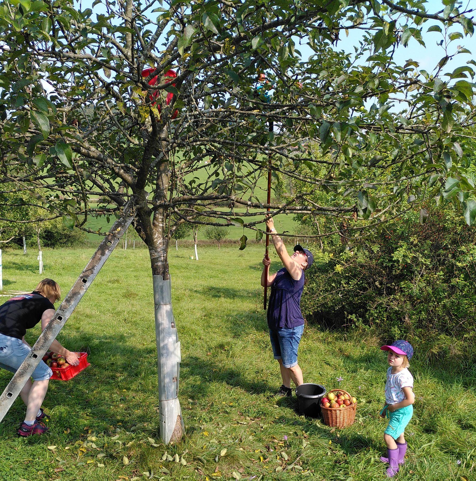 BUND Naturschutz: Apfelernte in Glonn