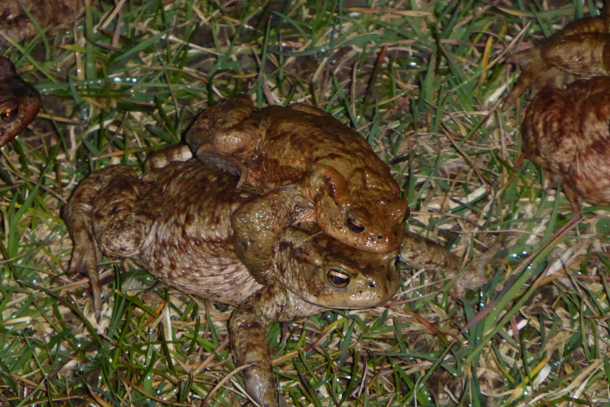 Egmating_1_Krötenwanderung2020_BUND_Naturschutz_Ebersberg