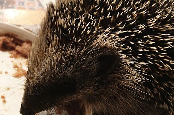 Nur 210 Gramm bringt dieser kleine Igel auf die Waage - BUND Naturschutz Ebersberg