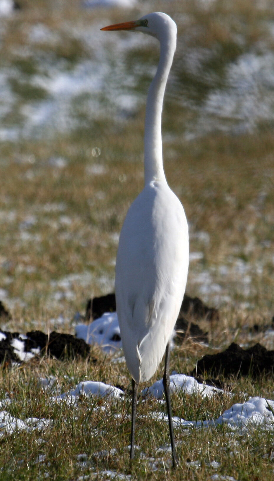 Silberreiher gehören wieder zum Naturbild in Grafing, Foto: BN Grafing