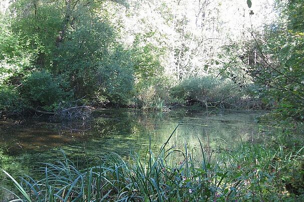 Die Thaller Lacke in Zorneding droht auszutrocknen. Die Ortsgruppe Zorneding des BUND Naturschutz kämpft für den Erhalt des Biotops.