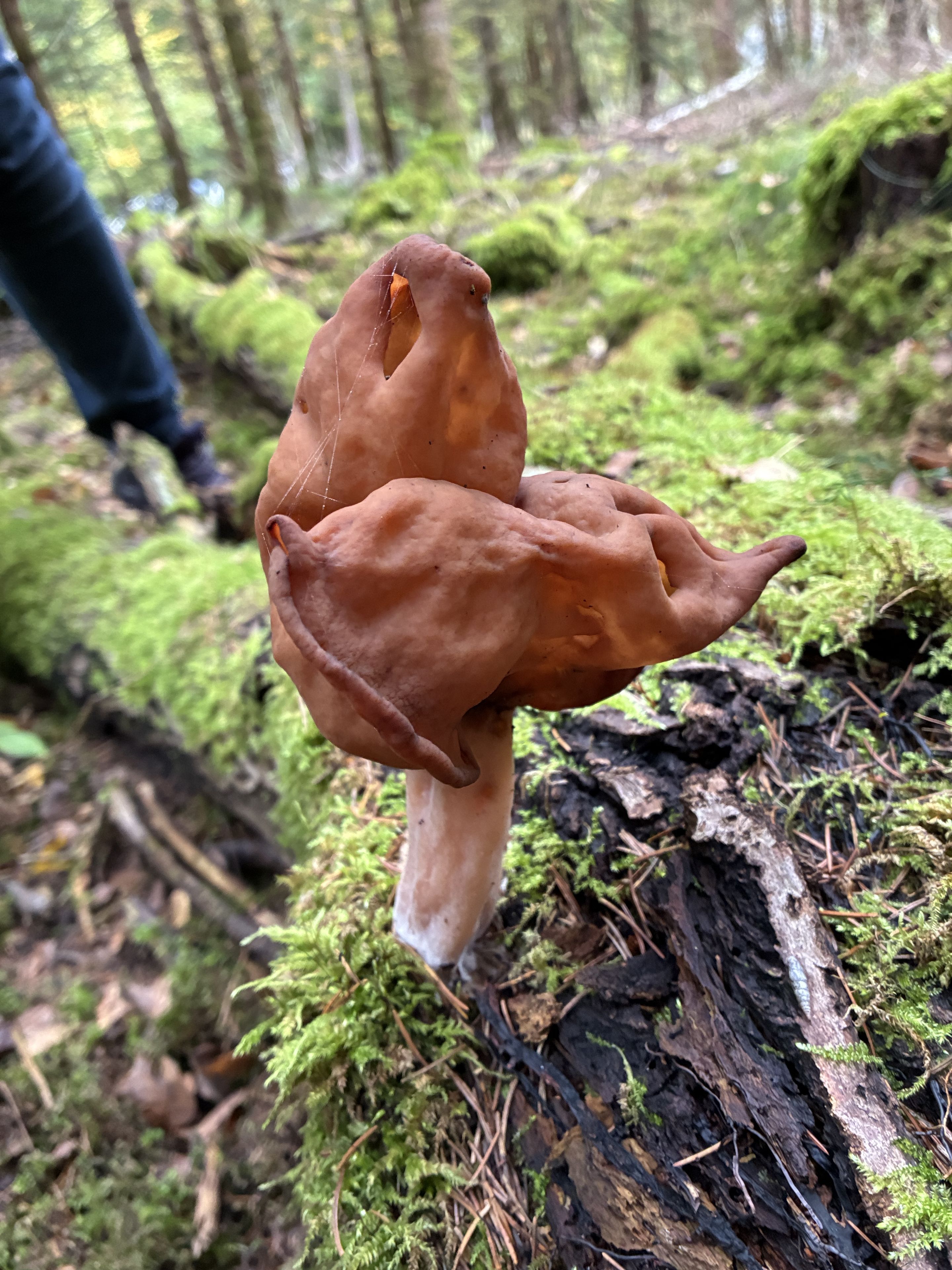 Pilz: Bischofsmütze im Ebersberger Forst