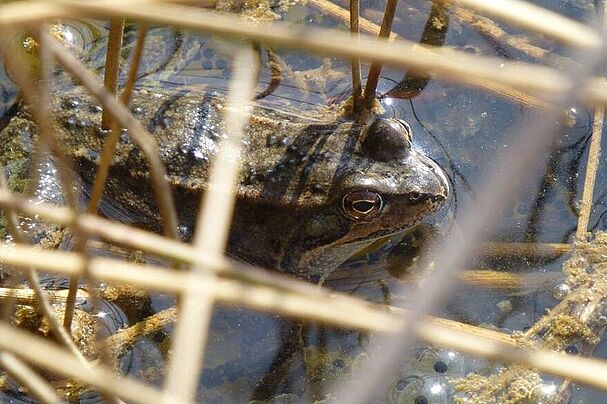 Springfrosch - Bedrohte Arten im Landkreis Ebersberg - Foto Sepp Rüegg