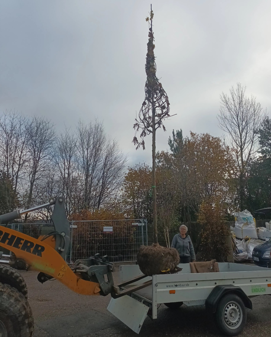 Verladung des Baumes, unter genauer Beobachtung von Brigitte