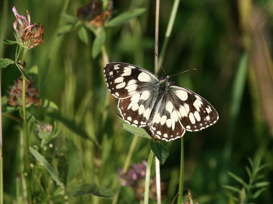 20210603 - Führung zur Gutterstätter Wiese und Tuffsteinbruch -Schachbrettfalter - Foto: Klaus Grünebach