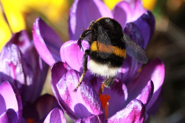 Hummeln-Fleißige Bienen im Pelz, Foto Klaus Grünebach