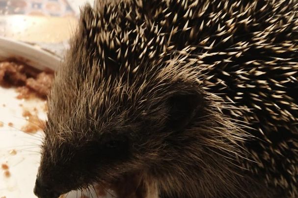 Nur 210 Gramm bringt dieser kleine Igel auf die Waage - BUND Naturschutz Ebersberg