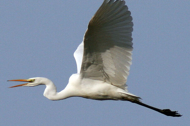 Silberreiher gehören wieder zum Naturbild in Grafing, Foto: BN Grafing
