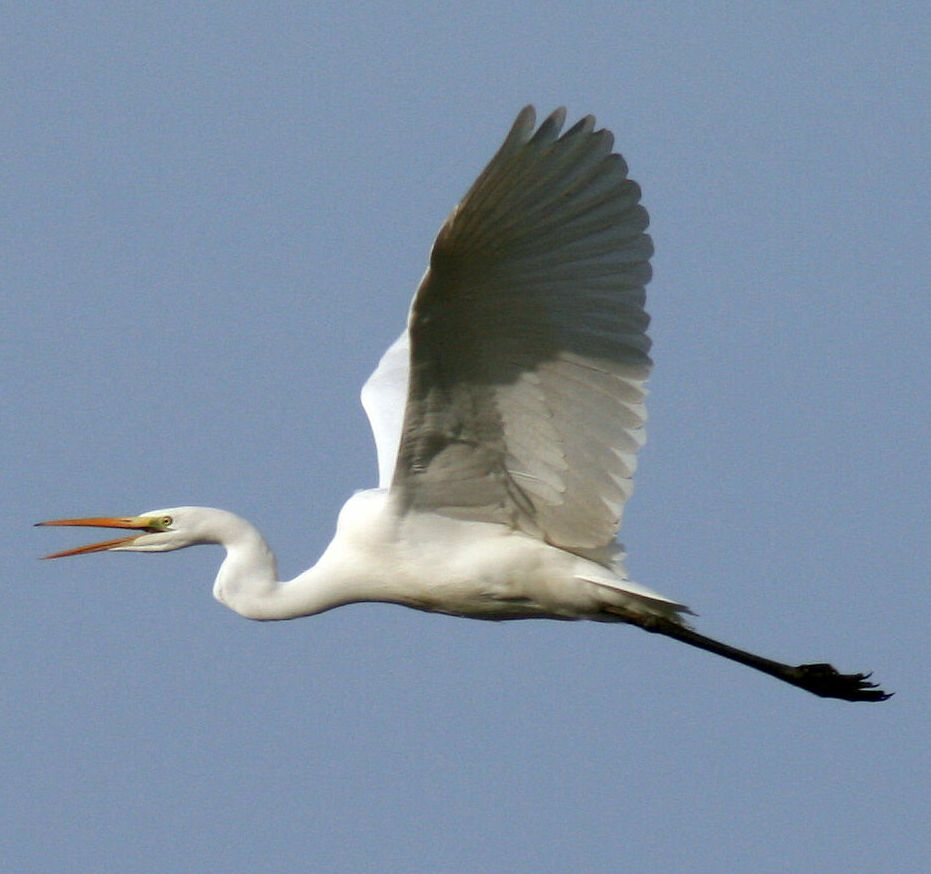 Silberreiher gehören wieder zum Naturbild in Grafing, Foto: BN Grafing