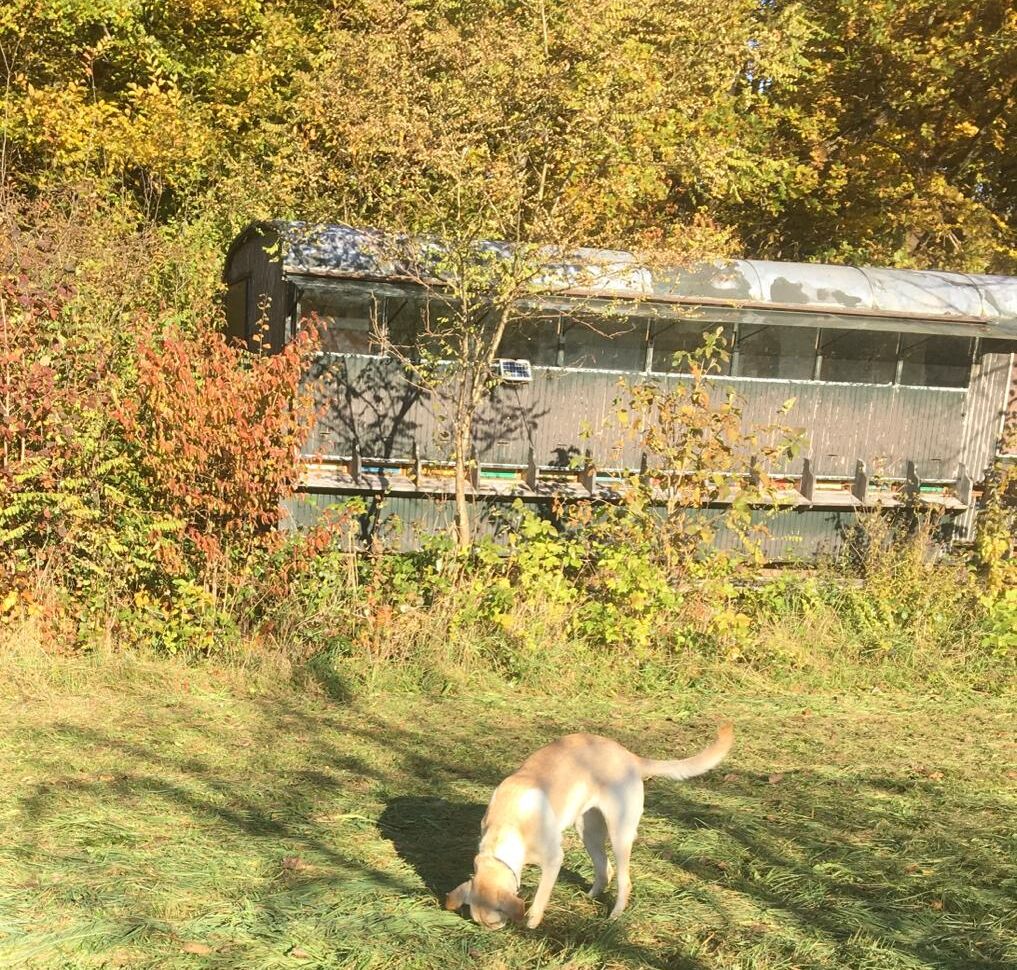 Auch der Hund muss arbeiten! - BN-Streuobstwiese in Forstinning am 28.10.2021