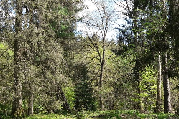 Ebersberger Forst bei Schwaberwegen (Foto: Eva-Maria Wirth)
