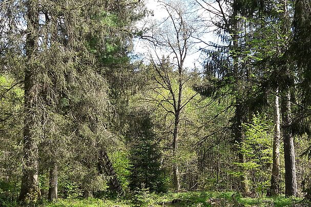 Ebersberger Forst bei Schwaberwegen (Foto: Eva-Maria Wirth)