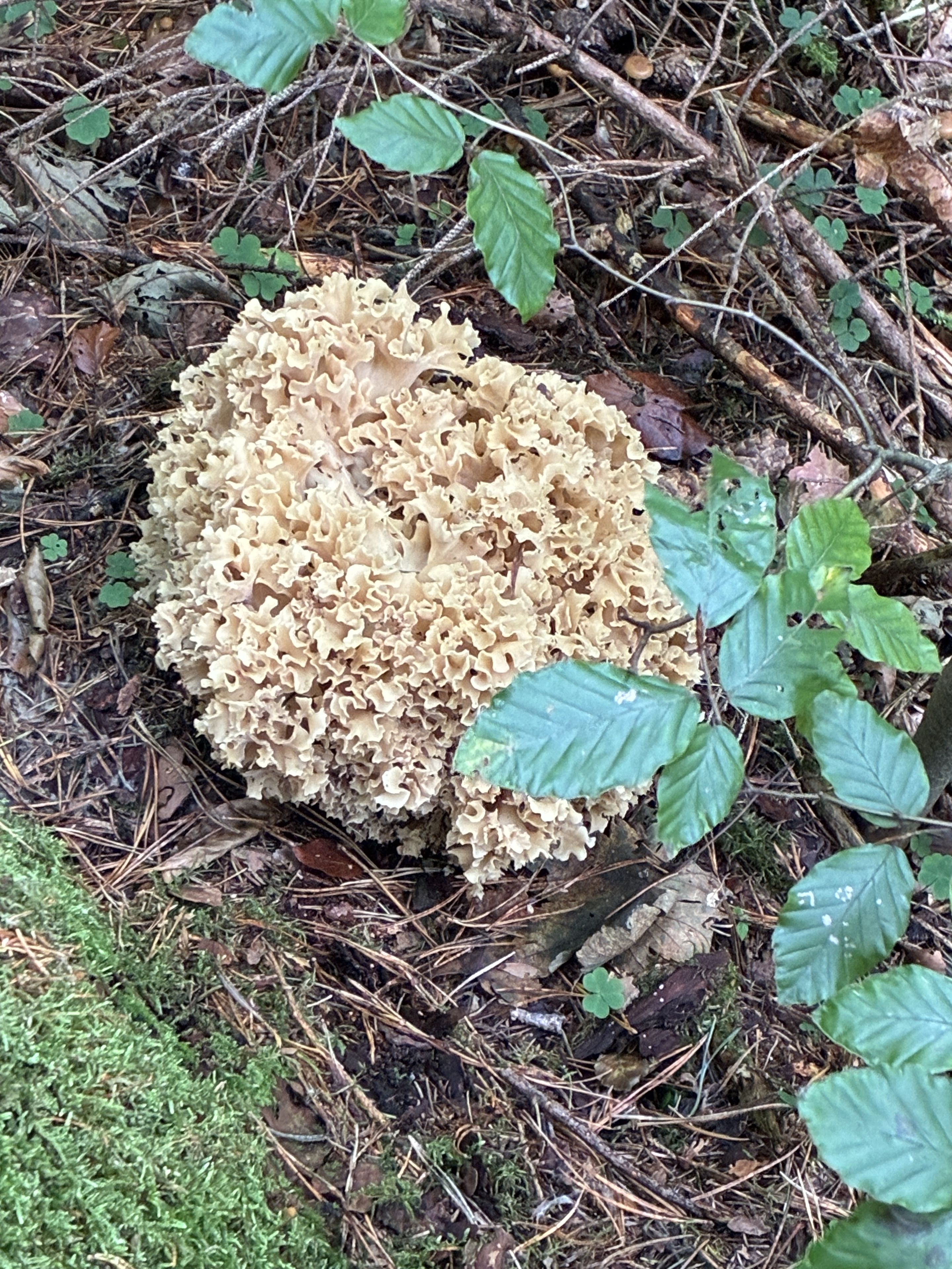 Pilz: Krause Glucke im Ebersberger Forst