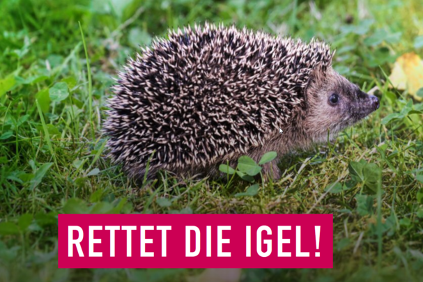Rettet die Igel - Petition für eine Igelauffangstation im Landkreis Ebersberg