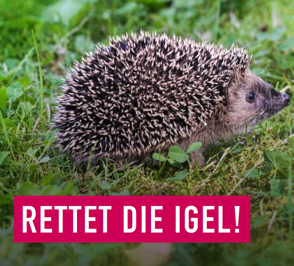 Rettet die Igel - Petition für eine Igelauffangstation im Landkreis Ebersberg