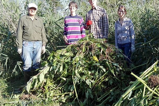 Neophyten-Ramadama der OG Forstinni9ng des Bund Naturschutz