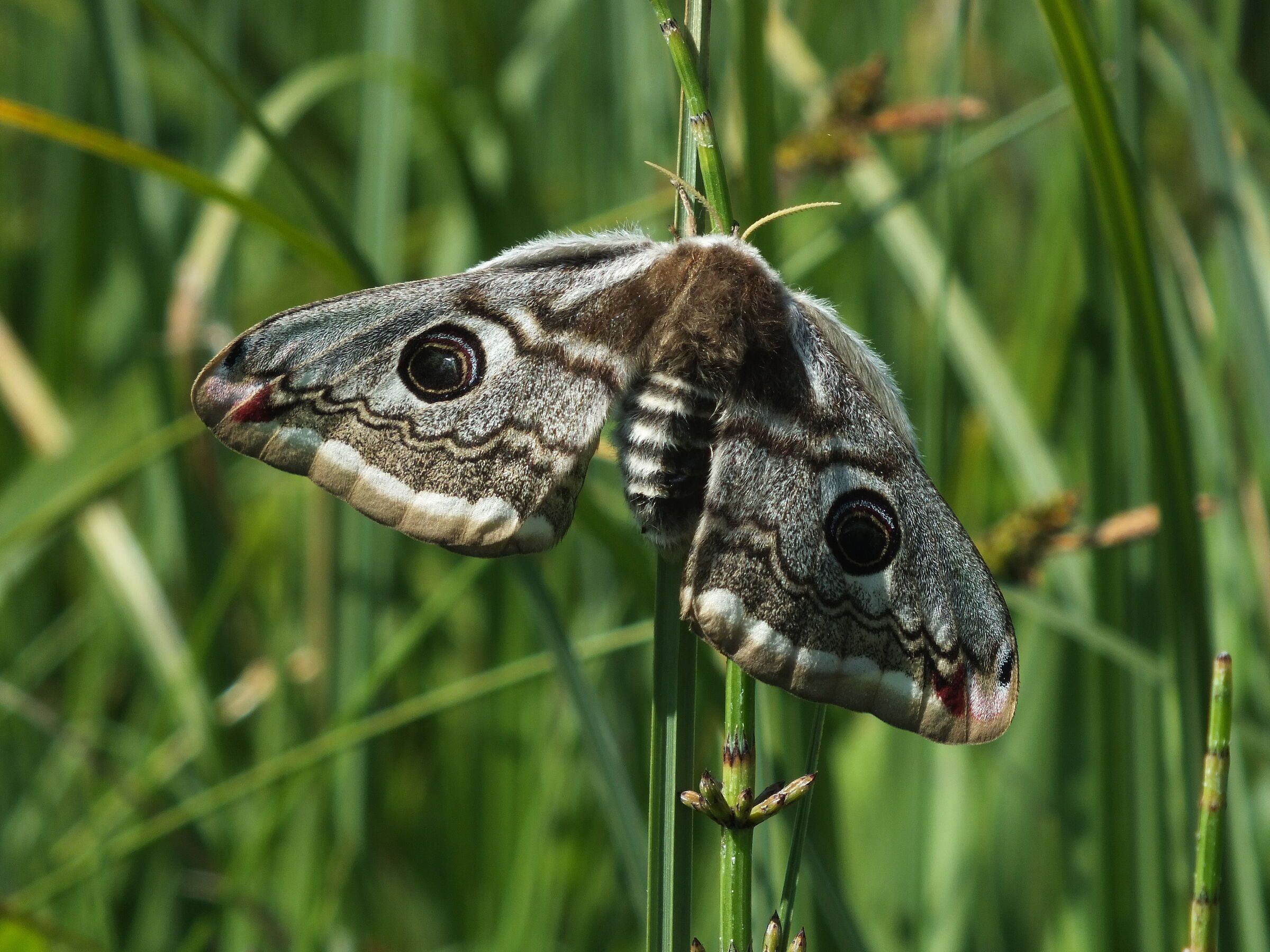 20210603_Führung zu Gutterstätter Wiesen und Tuffsteinbruch-Nachtpfauenauge-Foto: Brigitte Merz 20210603_Führung zu Gutterstätter Wiesen und Tuffsteinbruch-Nachtpfauenauge-Foto: Brigitte Merz