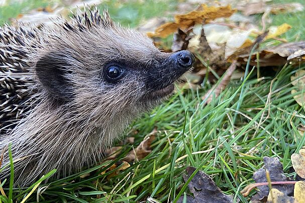 Schutz und Hilfe für das Wildtier Igel Foto Martina Gehret