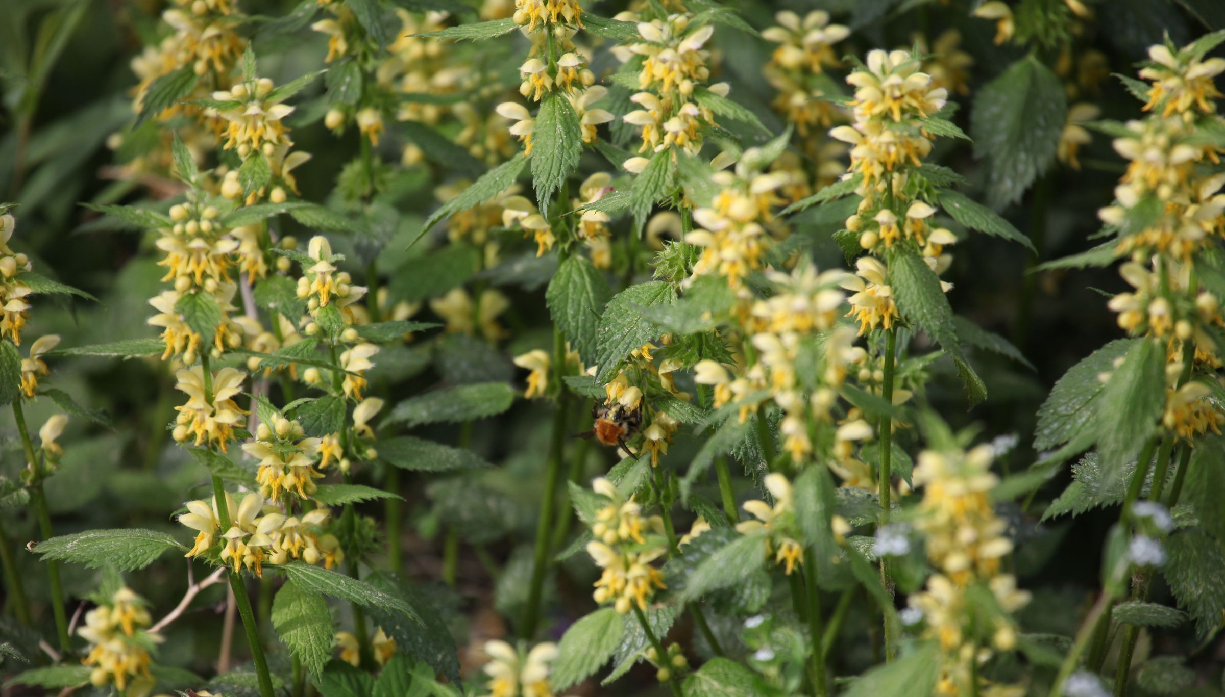 Goldnessel mit Hummel (Foto: Klaus Grünebach)