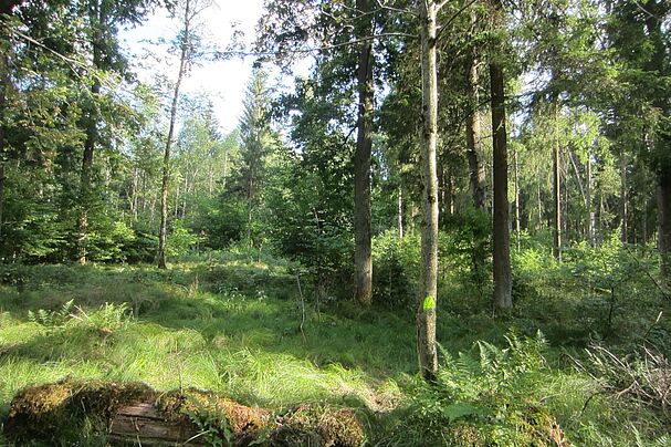 Landschaftsschutzgebiet Ebersberger Forst - BUND Naturschutz Ebersberg