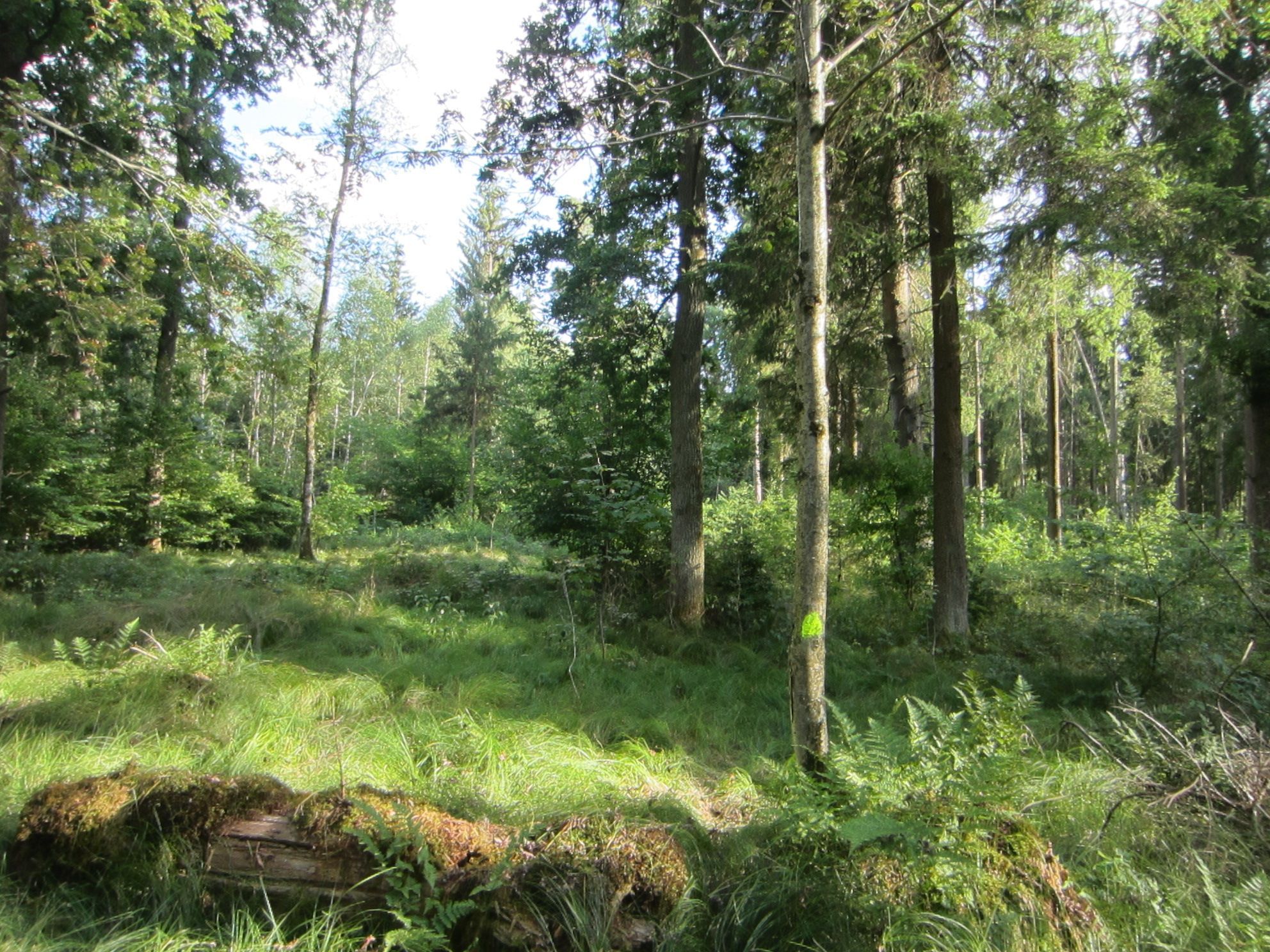 Lebensraum bedroht im Ebersberger Forst - BN gegen Ortsumfahrung Schwaberwegen durch den Forst Lebensraum bedroht im Ebersberger Forst - BN gegen Ortsumfahrung Schwaberwegen durch den Forst