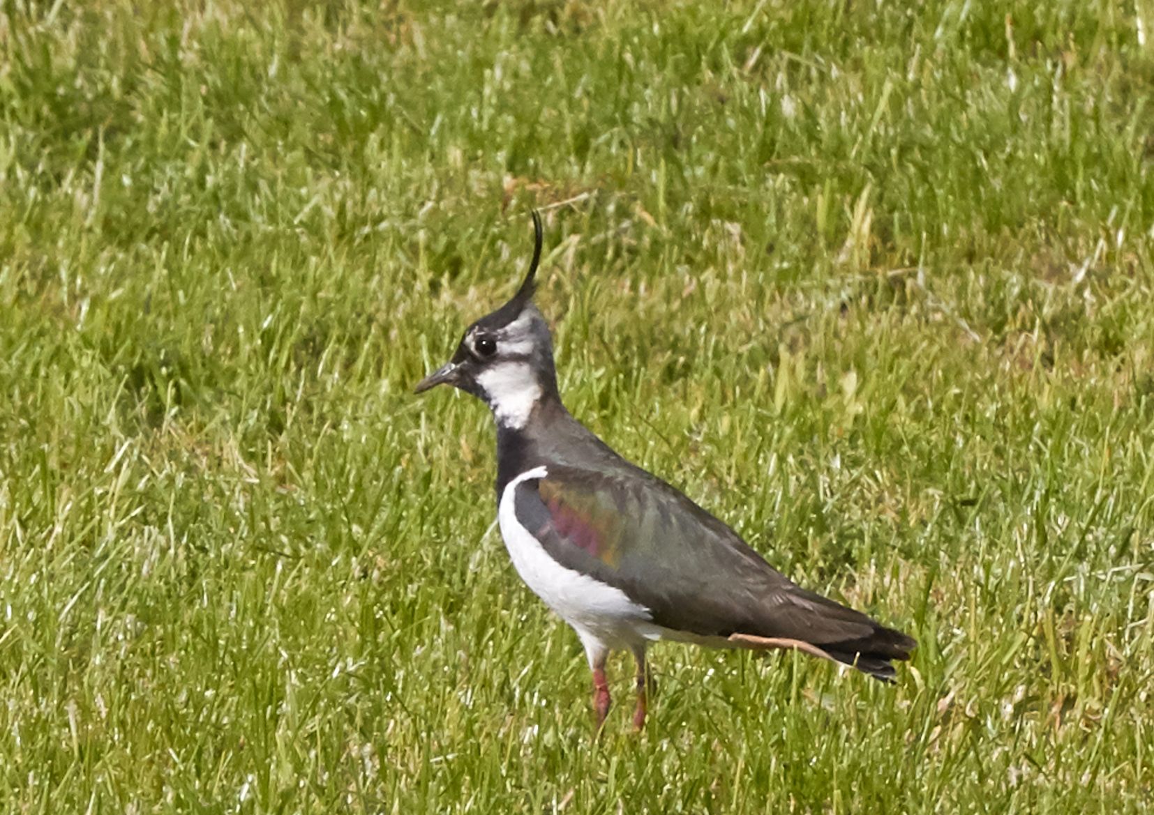 Kiebitz (Vanellus vanellus) 