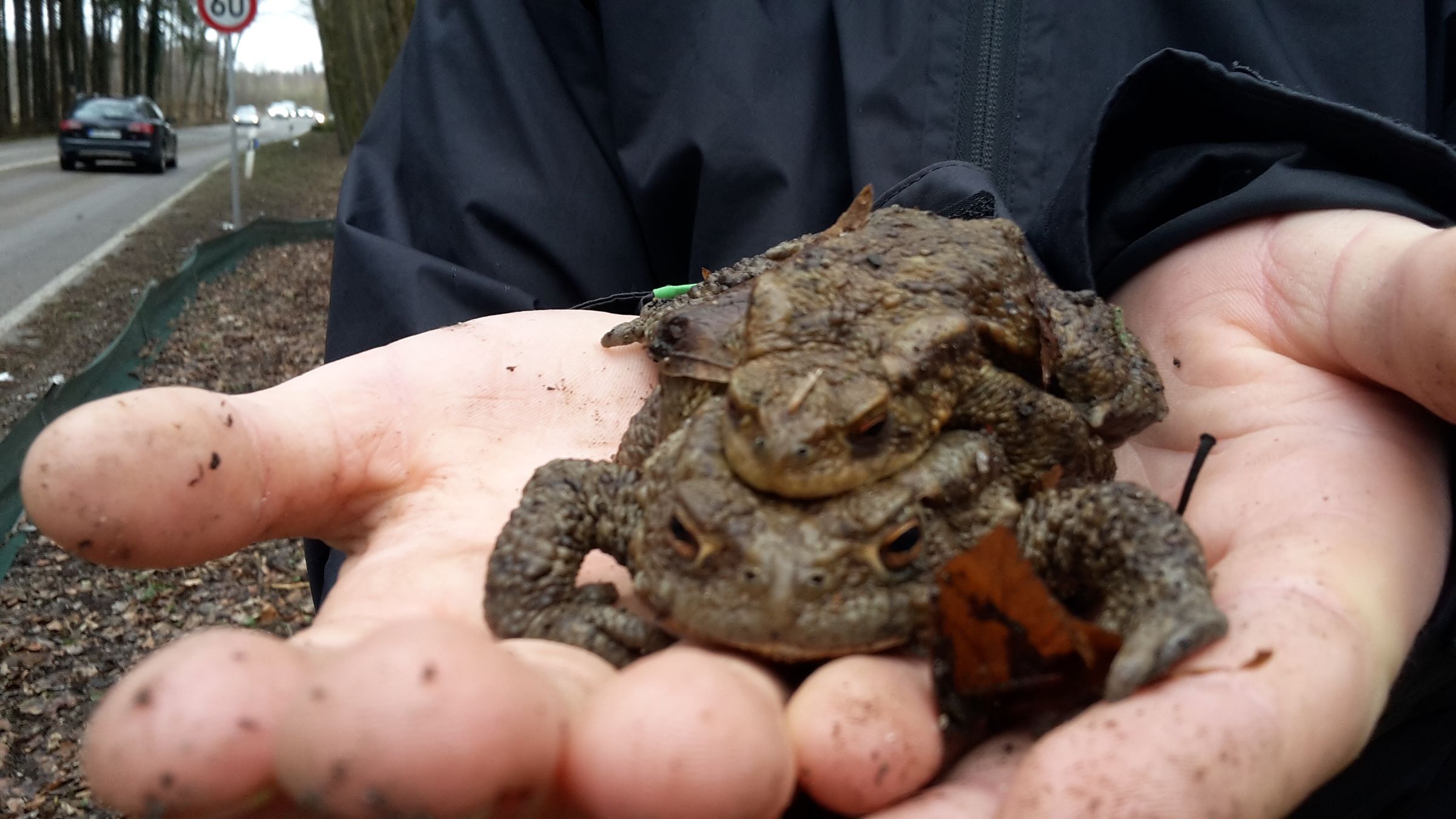 Krötenwanderung 2019 - BUND Naturschutz Ebersberg