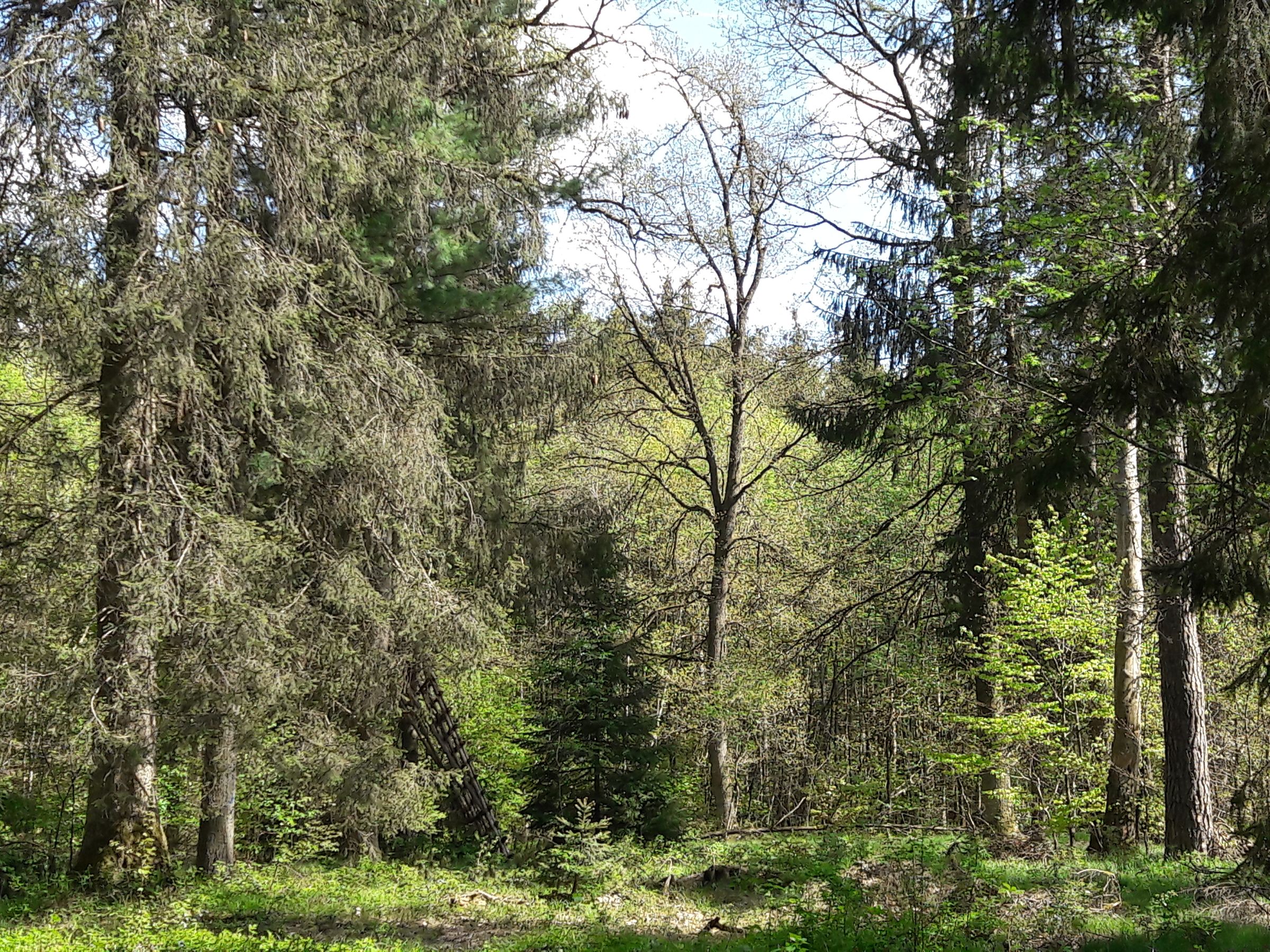 Ebersberger Forst bei Schwaberwegen (Foto: Eva-Maria Wirth)