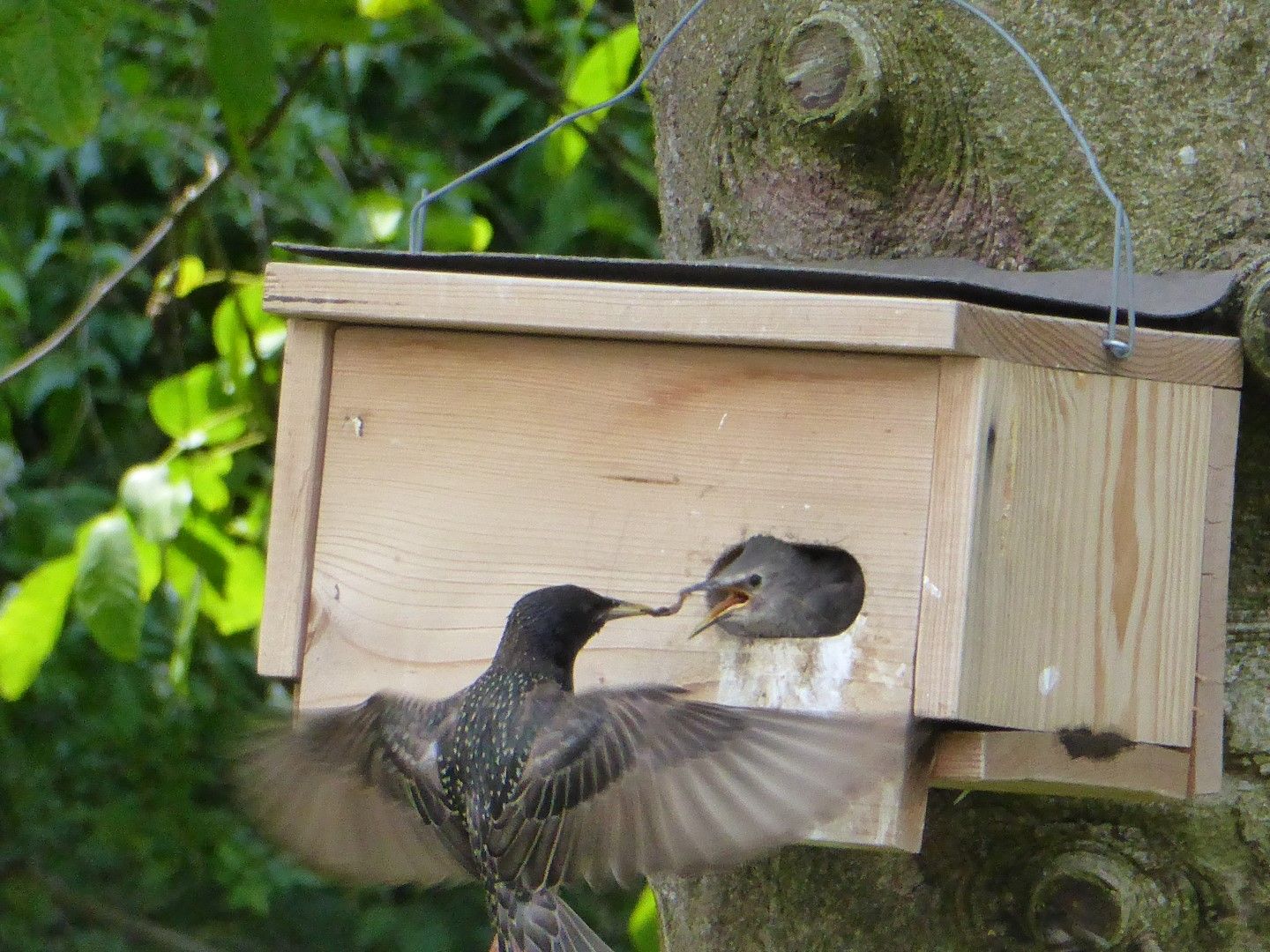 Hungrige Vogelkinder - BUND Naturschutz Ebersberg - Astrid Geweke