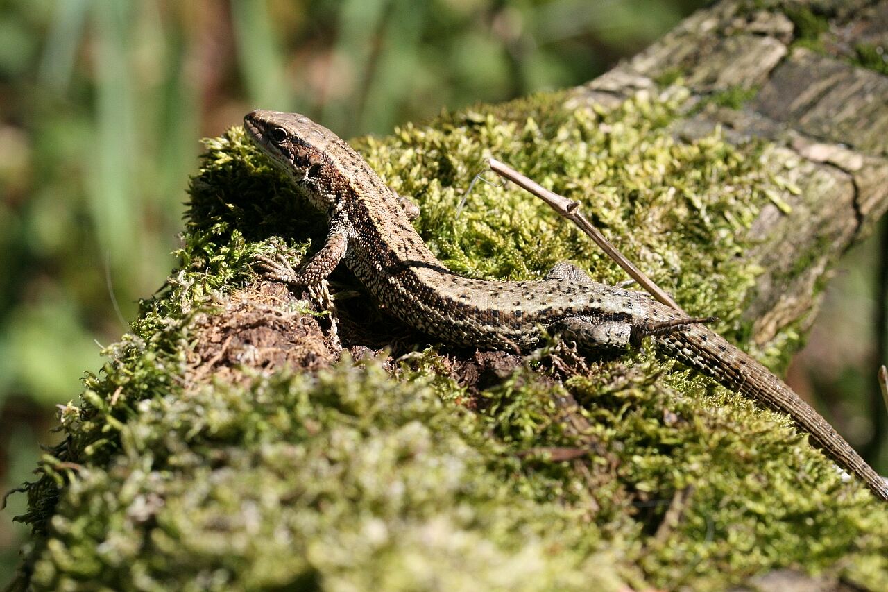 20210603 - Führung zur Gutterstätter Wiese und Tuffsteinbruch -Eidechse - Foto: Klaus Grünebach