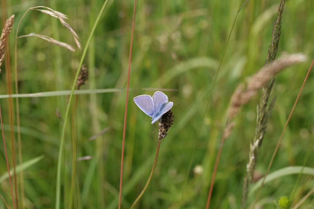 20210603-Führung zur Gutterstätter Wiese und Tuffsteinbruch: Bläuling - Foto: Klaus Grünebach