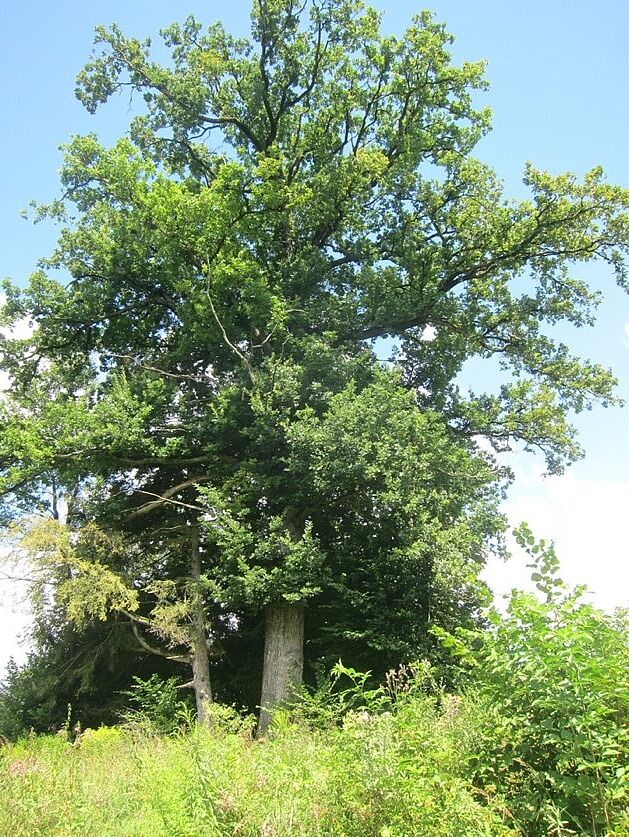 Mein Freund Baum: Kirchseeons schönste Bäume - Foto: Alexander_Höpler