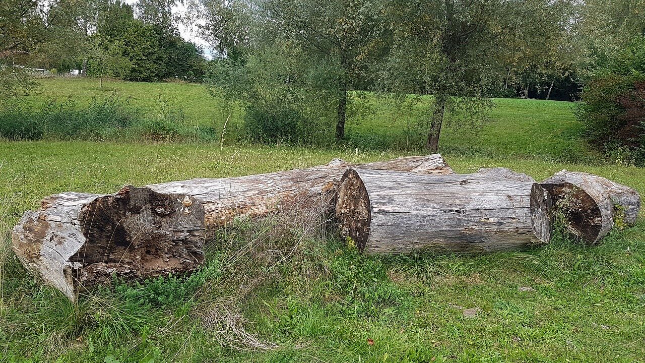 20211108_Totholz an der Wildparkstraße Poing_Foto BUND Naturschutz Poing