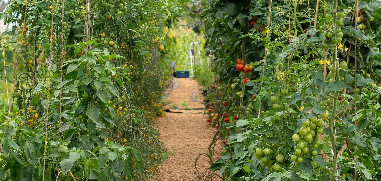 Tomatenanbau der SoLaWi Neufarn