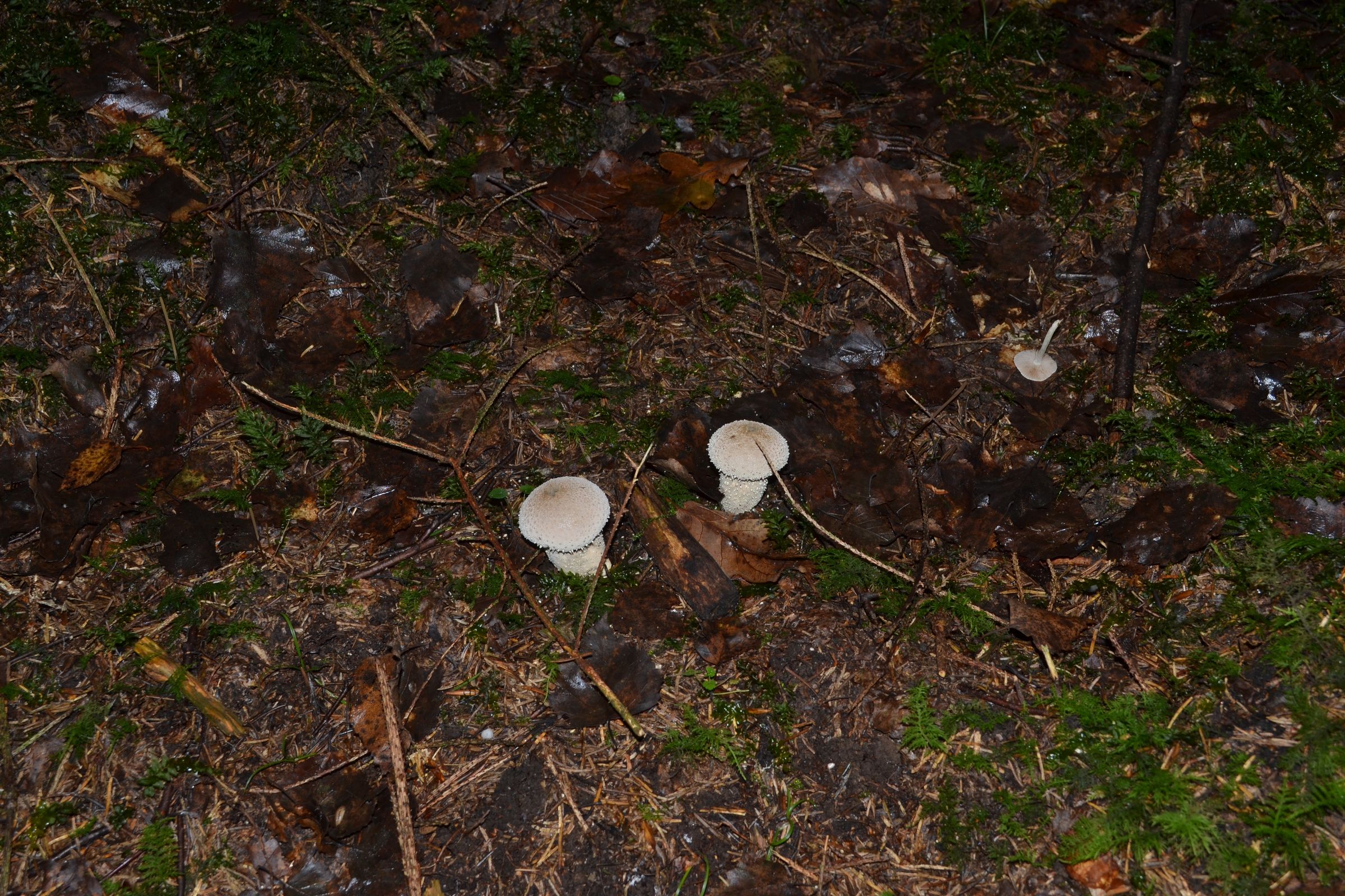 Bovist im Ebersberger Forst