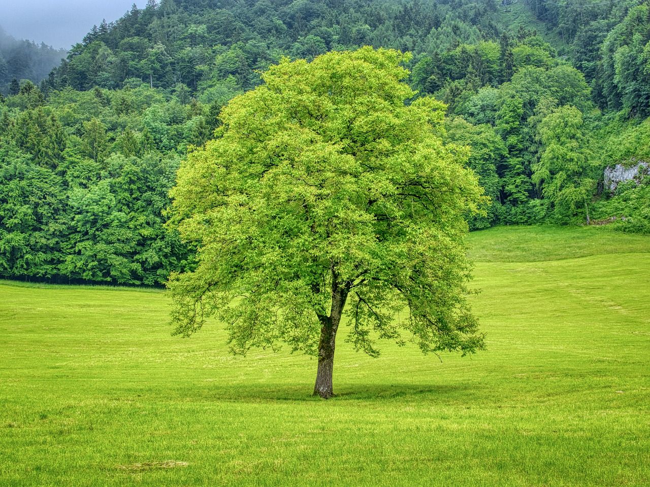 Baum in grüner Landschaft