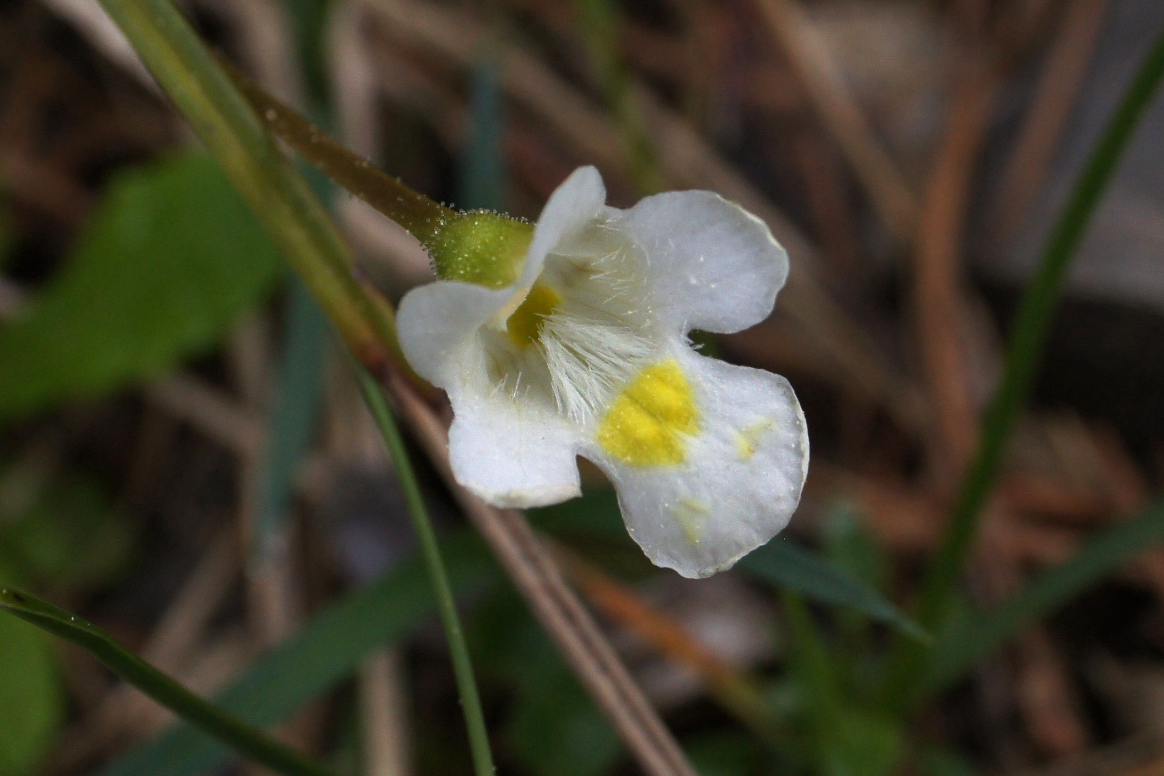 Blüte des Alpenfettkrauts
