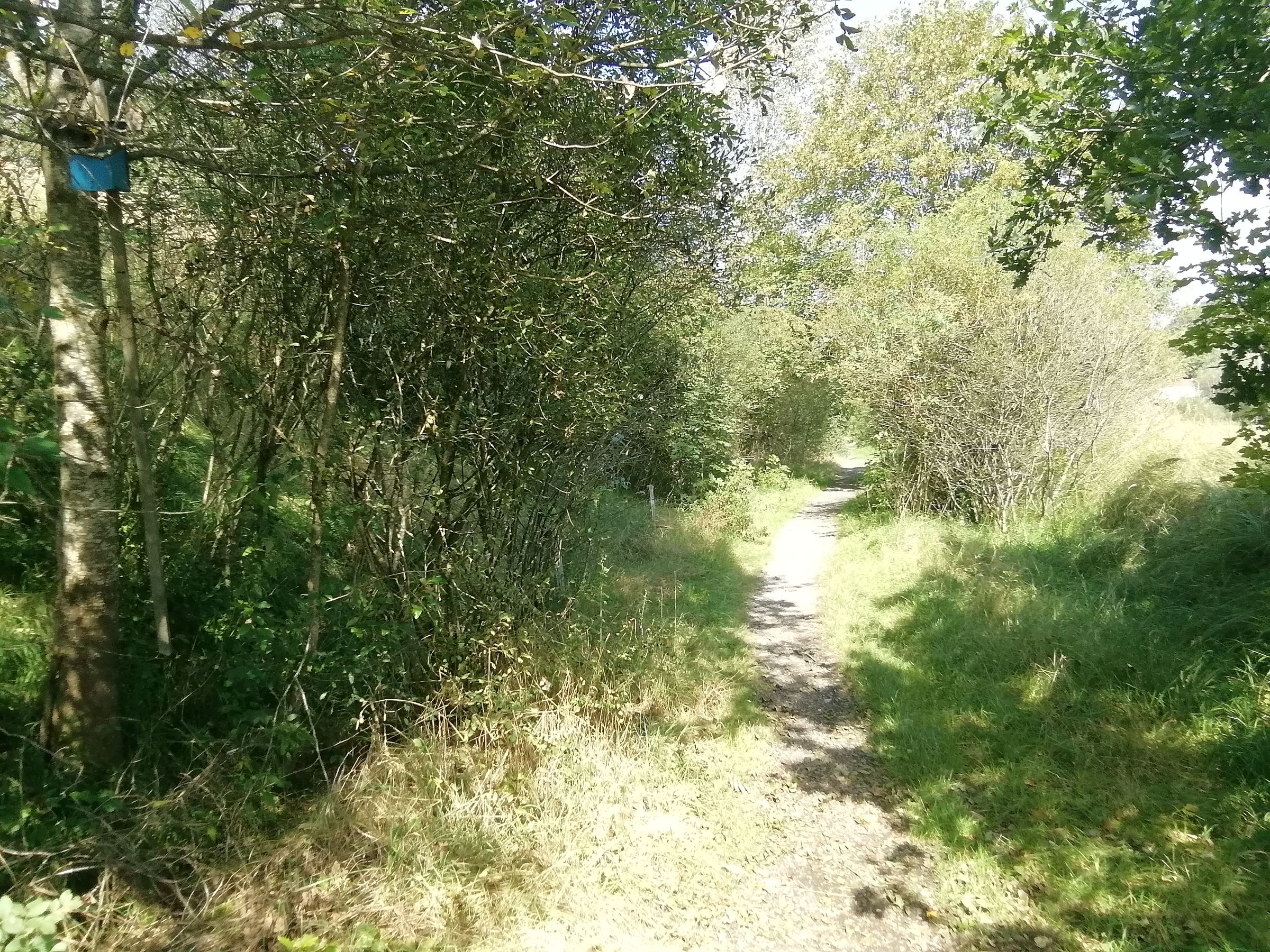 Alter Bahndamm Moosach / Glonn soll Wildnis bleiben Foto3: BUND Naturschutz Ebersberg